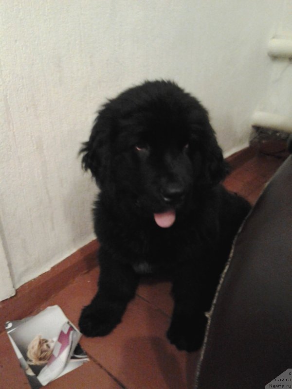 Фотография № 126630