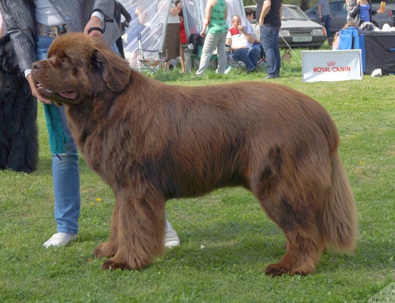 Фото: ньюфаундленд Акватория Келвин Ройал Тедди Беар (Aquatoriya Kelvin Royal Teddy Bear)