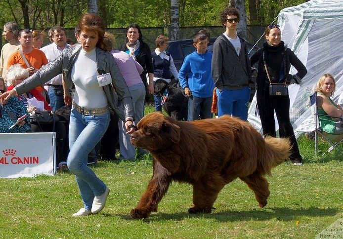 Фото: ньюфаундленд Акватория Келвин Ройал Тедди Беар (Aquatoriya Kelvin Royal Teddy Bear)
