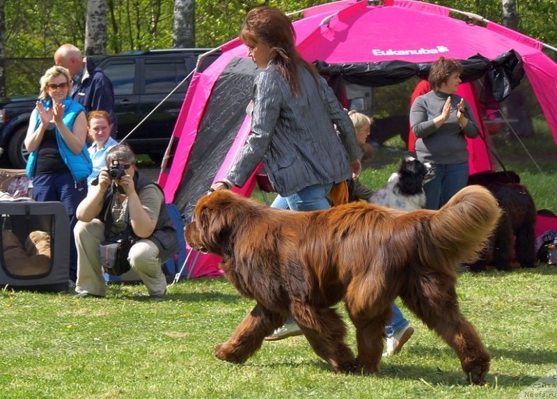 Фото: ньюфаундленд Акватория Келвин Ройал Тедди Беар (Aquatoriya Kelvin Royal Teddy Bear)