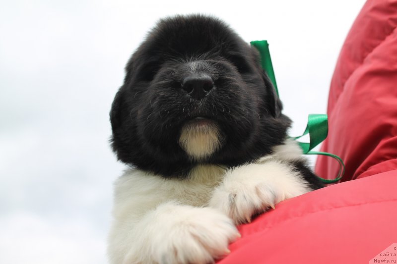 Фото: ньюфаундленд Фиаметтахауз Нунки (Fiamettahauz  Nunki), ньюфаундленд Флагман от Сибирского Медведя (Flagman ot Sibirskogo Medvedja)