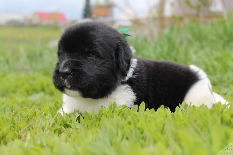 Фото: ньюфаундленд Би Перфект Витко Юго