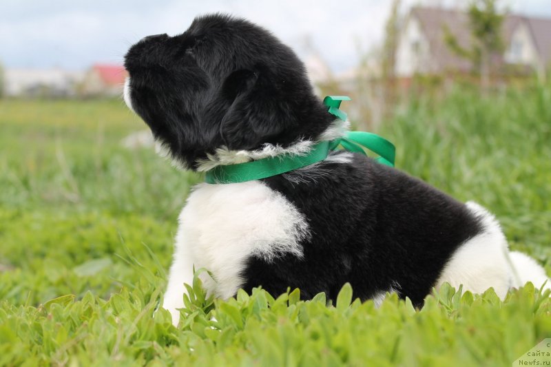 Фотография № 126646