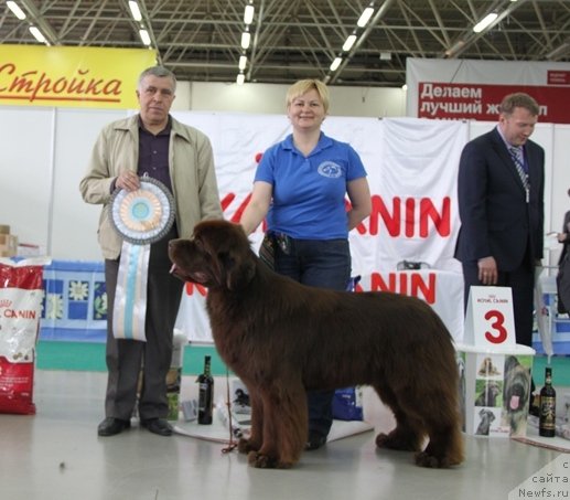 Фото: ньюфаундленд Акватория Келвин Редс Бегин энд Вин (Aquatoriya Kelvin Reds Begin and Win), Татьяна Абутова, Яков Рудаков