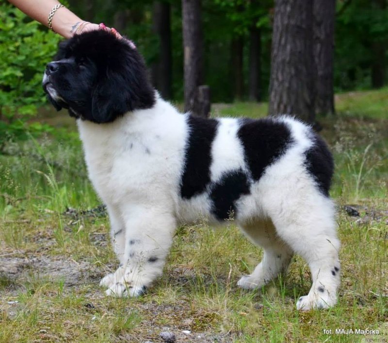 Фотография № 126655