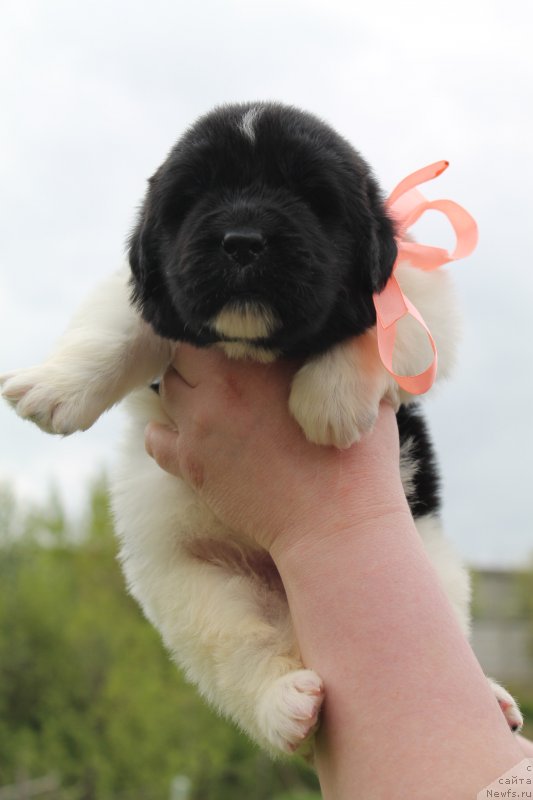 Фотография № 126658