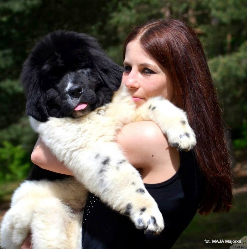 Фото: ньюфаундленд Черная Мафия Зебра Тиме (Chernaya Mafia Zebra Time)