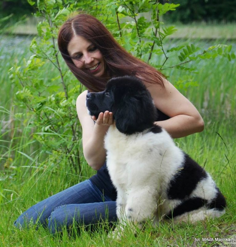 Фото: ньюфаундленд Черная Мафия Зебра Тиме (Chernaya Mafia Zebra Time)