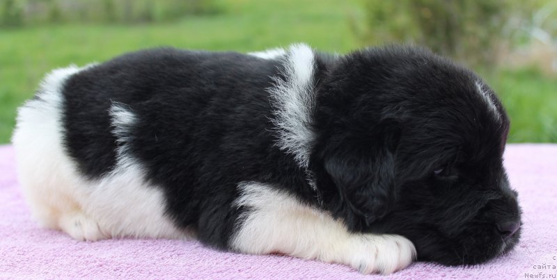 Фото: ньюфаундленд Фиаметтахауз Нунки (Fiamettahauz  Nunki), ньюфаундленд Флагман от Сибирского Медведя (Flagman ot Sibirskogo Medvedja)