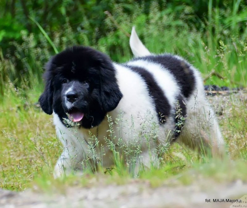 Фото: ньюфаундленд Черная Мафия Зебра Тиме (Chernaya Mafia Zebra Time)
