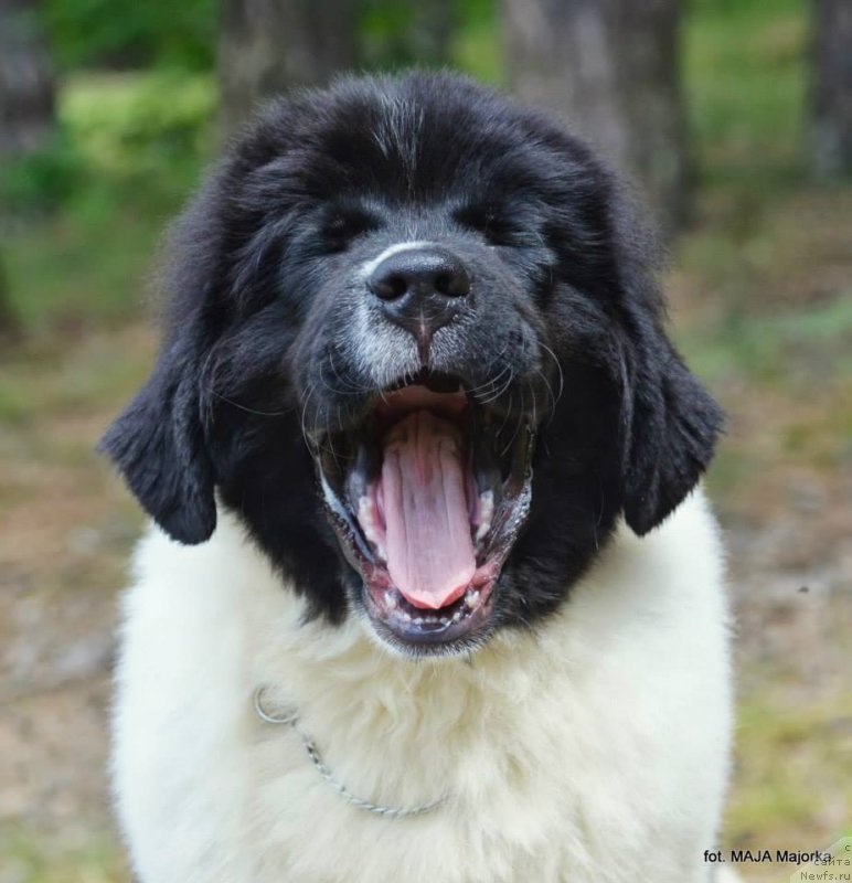 Фотография № 126665