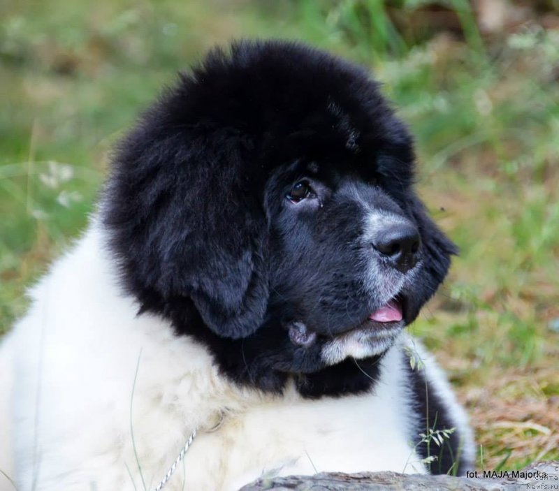 Фотография № 126666