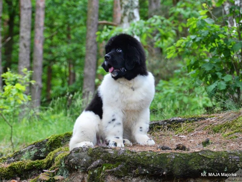 Фото: ньюфаундленд Черная Мафия Зебра Тиме (Chernaya Mafia Zebra Time)