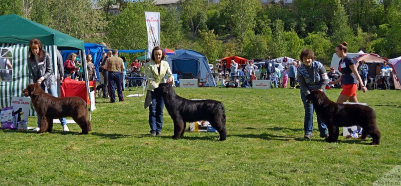 Фото: ньюфаундленд Акватория Келвин Хизер Хани (Aquatoriya Kelvin Heather Honey), ньюфаундленд Бегущая по Волнам Шадэ Колор оф Лифе (Beguschaya po Volnam Shade Color of Life), ньюфаундленд Флюфи Аваланч Эксклюсиве Дрим (Fluffy Avalanch Exclusive Dream), Юлиана Никифорова, Ольга Королева, Ирина Веснина