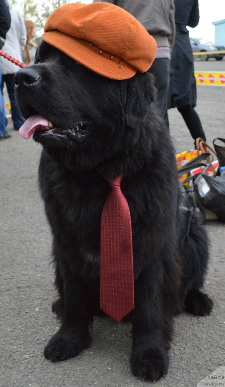 Фото: ньюфаундленд Фиаметтахауз Нусакан