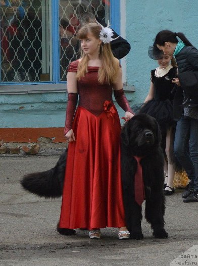 Фото: Виктория Федорова, ньюфаундленд Фиаметтахауз Нусакан