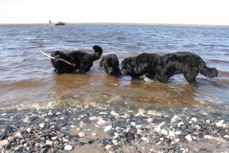 Фото: ньюфаундленд Янтарная Мечта, Сагри, ньюфаундленд Явная Красота, ньюфаундленд Ютуб Фор Ю