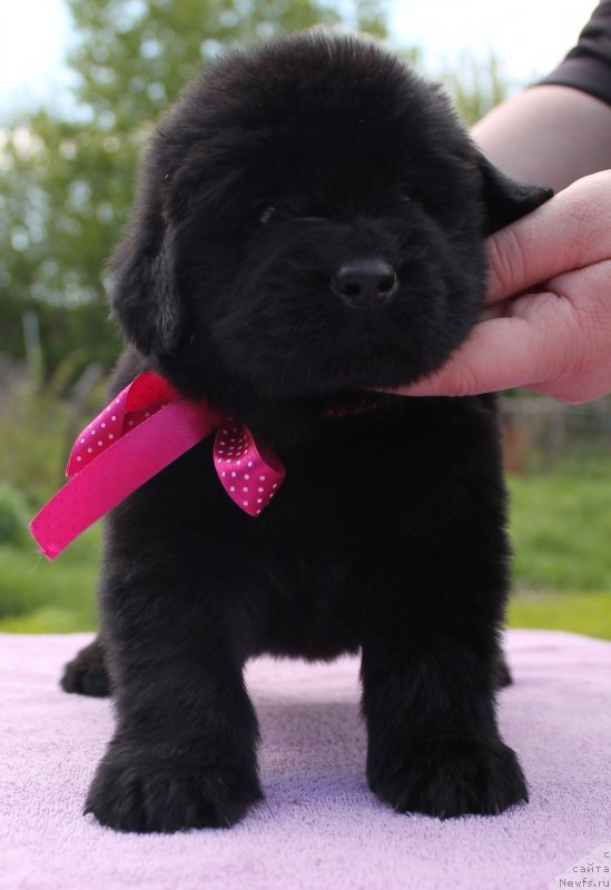 Фотография № 126731