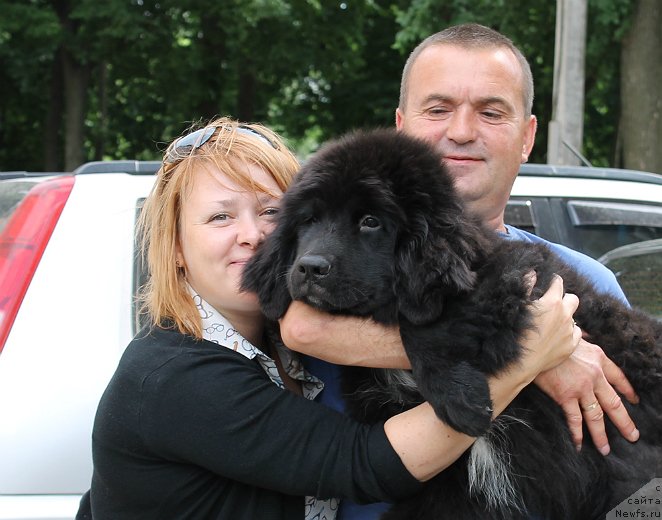 Фото: ньюфаундленд Сапфир Деар Бавария Бель (Sapfir Dear Bavariya Belle), Елена, Сергей