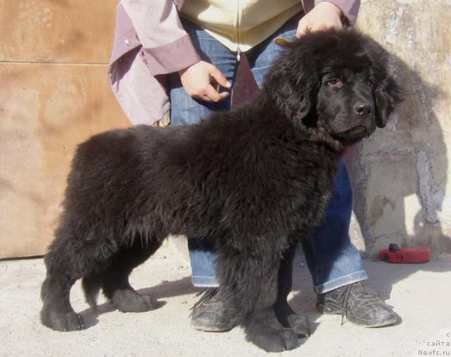 Фото: ньюфаундленд Ясная Ночка ден Баффи