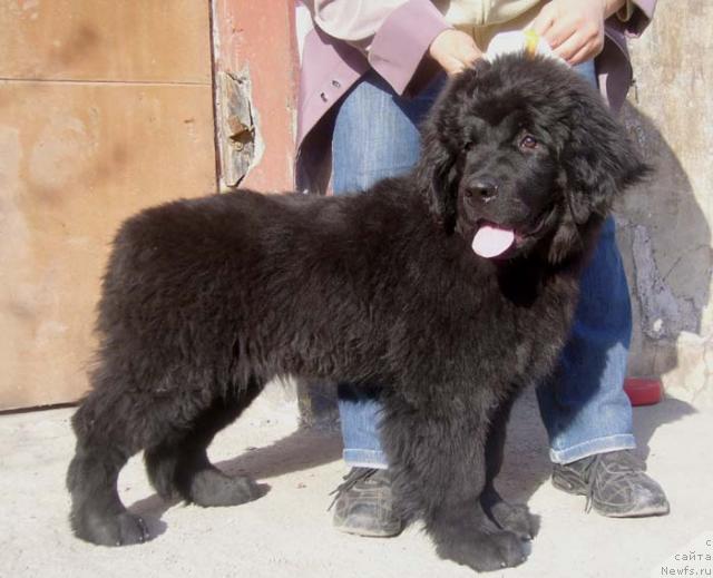 Фото: ньюфаундленд Ясная Ночка ден Баффи