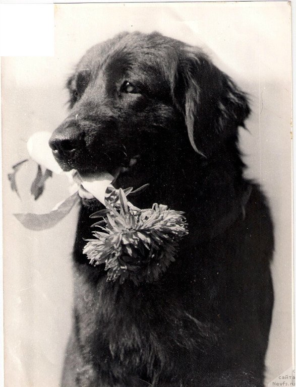 Фотография № 126799