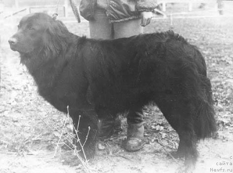 Фото: ньюфаундленд Энри Тори