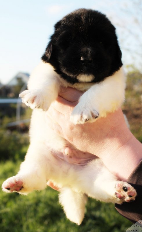 Фото: ньюфаундленд Фиаметтахауз Нунки (Fiamettahauz  Nunki), ньюфаундленд Флагман от Сибирского Медведя (Flagman ot Sibirskogo Medvedja)