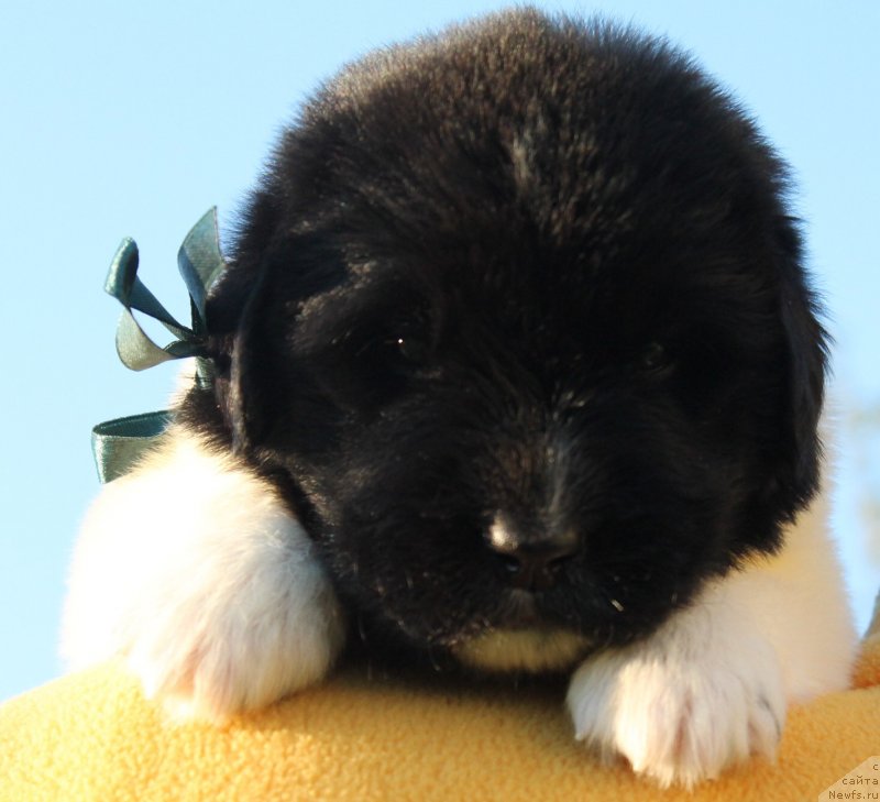 Фото: ньюфаундленд Фиаметтахауз Нунки (Fiamettahauz  Nunki), ньюфаундленд Флагман от Сибирского Медведя (Flagman ot Sibirskogo Medvedja)