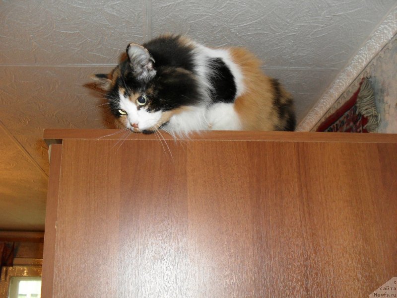 Фотография № 126814