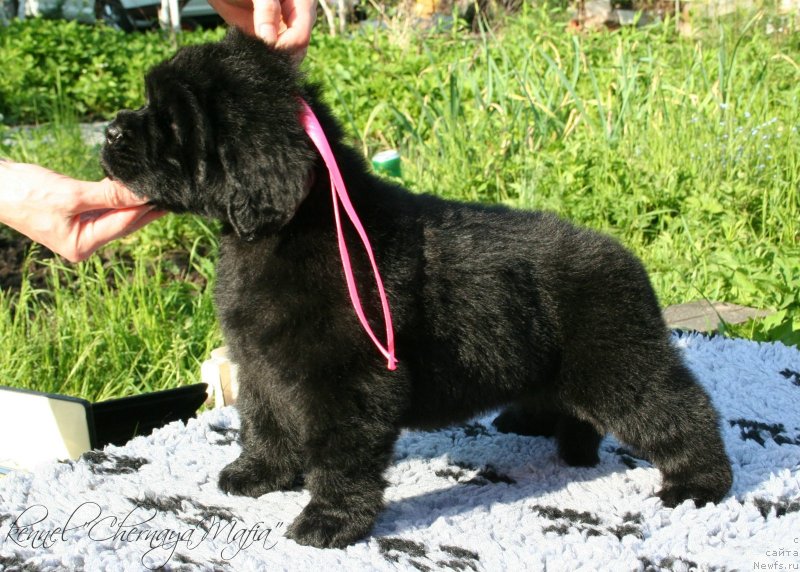 Фотография № 126815