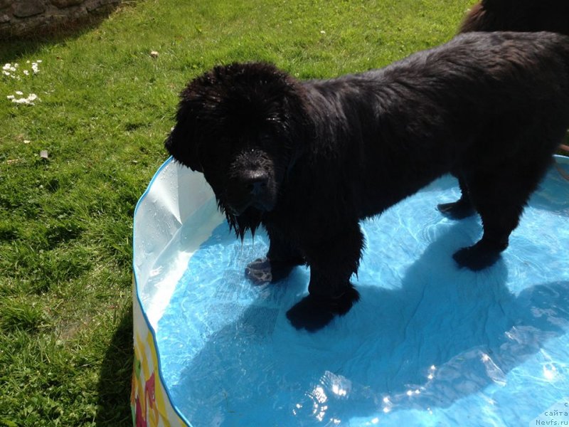 Фото: ньюфаундленд Юниверс оф Мэджик