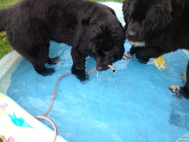 Фото: ньюфаундленд Юниверс оф Мэджик