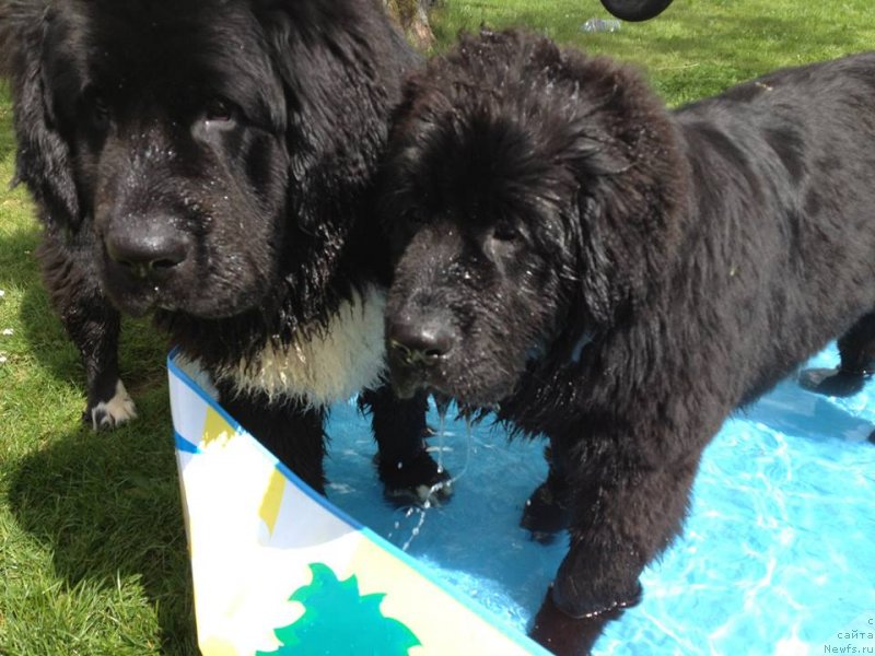 Фото: ньюфаундленд Юниверс оф Мэджик