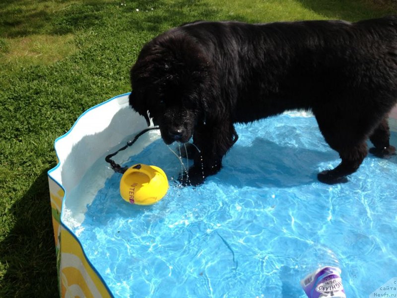 Фото: ньюфаундленд Юниверс оф Мэджик