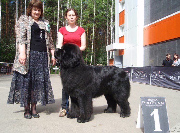 Фото: ньюфаундленд Моон Броок Аристократ (Moon Brook Aristocrat), Ольга Кисельгоф