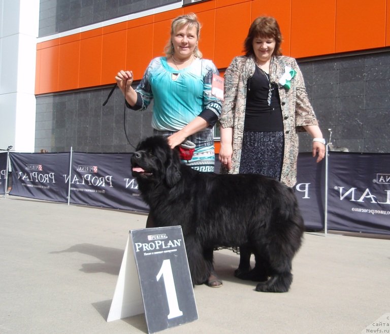 Фото: ньюфаундленд Ньюфорт Тайм'с Голд Алекса, Лена Зырина