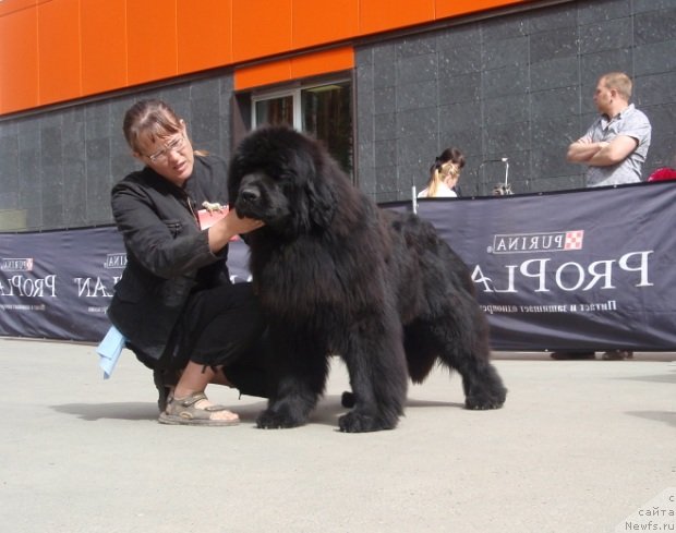 Фото: ньюфаундленд Фанньюф Тибул Желанный для Их Высочества, Ольга Трапезникова