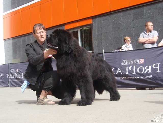 Фото: ньюфаундленд Фанньюф Тибул Желанный для Их Высочества, Ольга Трапезникова