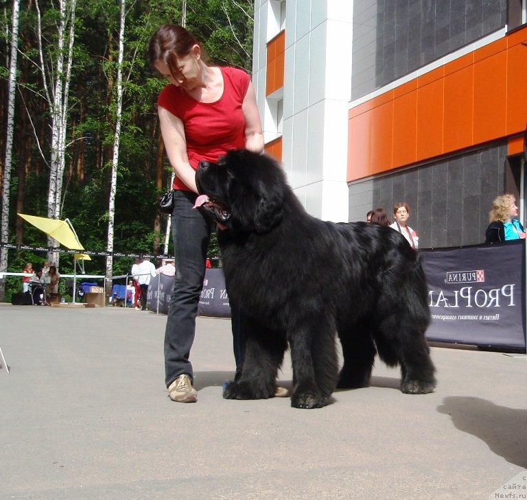 Фото: ньюфаундленд Моон Броок Аристократ (Moon Brook Aristocrat), Ольга Кисельгоф