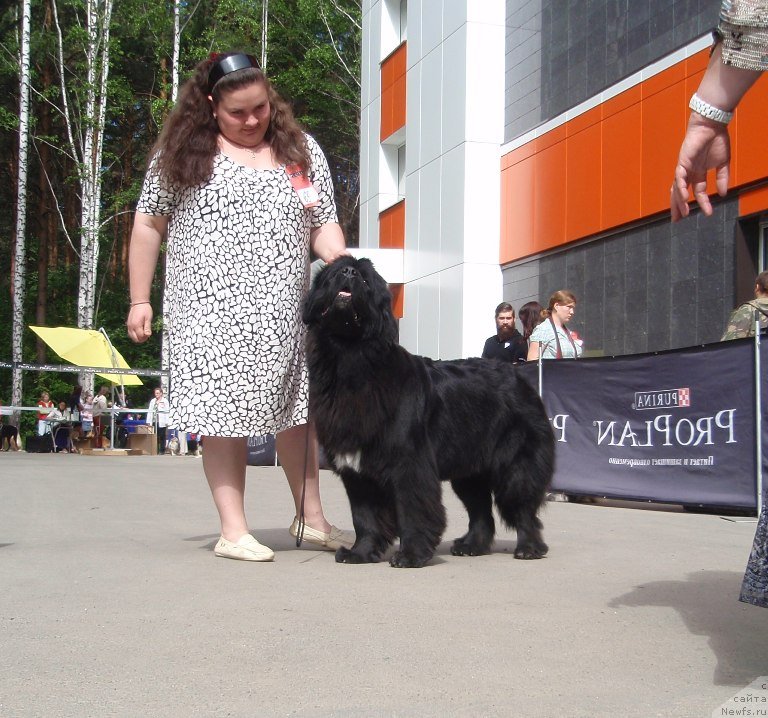 Фото: ньюфаундленд Блэк Диамонд Агидель от Потапа Увертюра, Екатерина Жиронкина