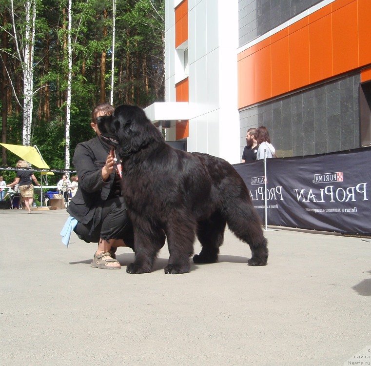 Фото: ньюфаундленд Их Высочество Гиацинта Бриз