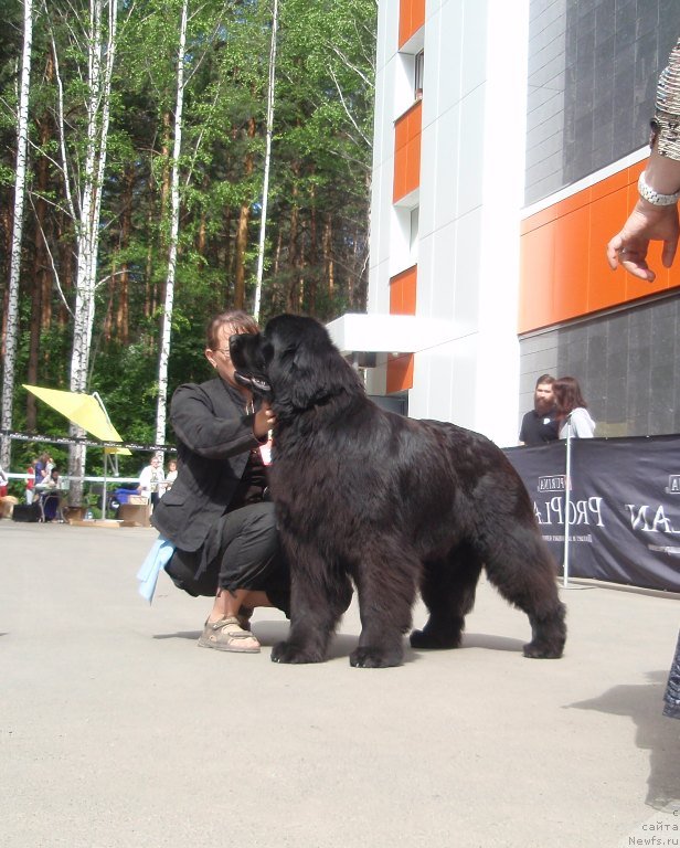 Фото: ньюфаундленд Их Высочество Гиацинта Бриз