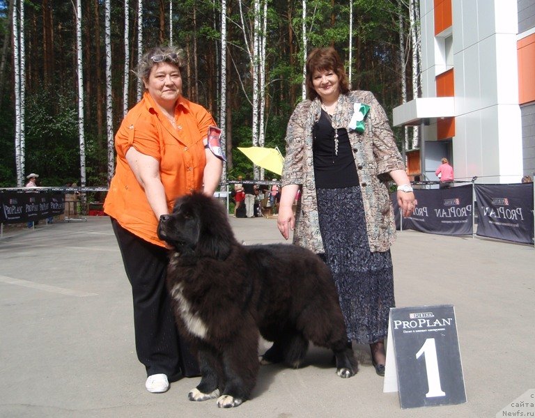 Фото: ньюфаундленд Promise To Love Midnight Bear, Ирина Панюшкина