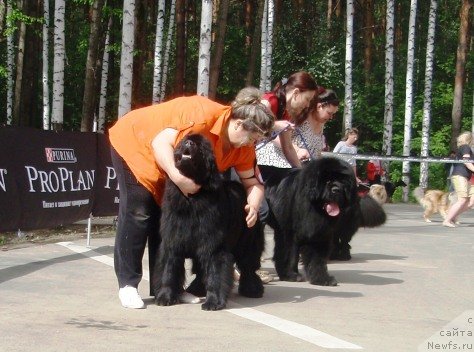Фото: ньюфаундленд Ньюфорт Тайм'с Голд Алекса, Ирина Панюшкина, ньюфаундленд Моон Броок Аристократ (Moon Brook Aristocrat), Екатерина Жиронкина