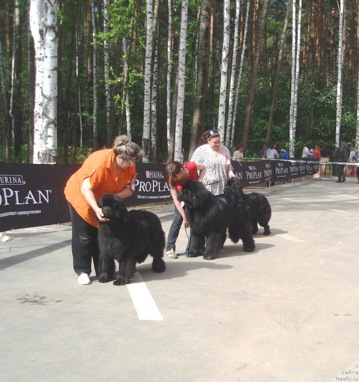 Фото: ньюфаундленд Ньюфорт Тайм'с Голд Алекса, Ирина Панюшкина