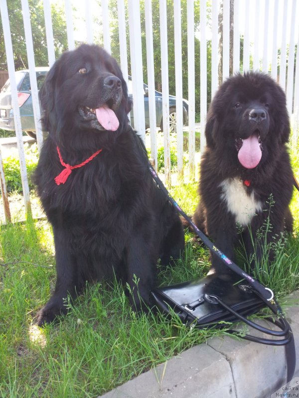 Фото: ньюфаундленд Дак Прайд Ван Гог (Dark Pride Van Gogh), ньюфаундленд Красс