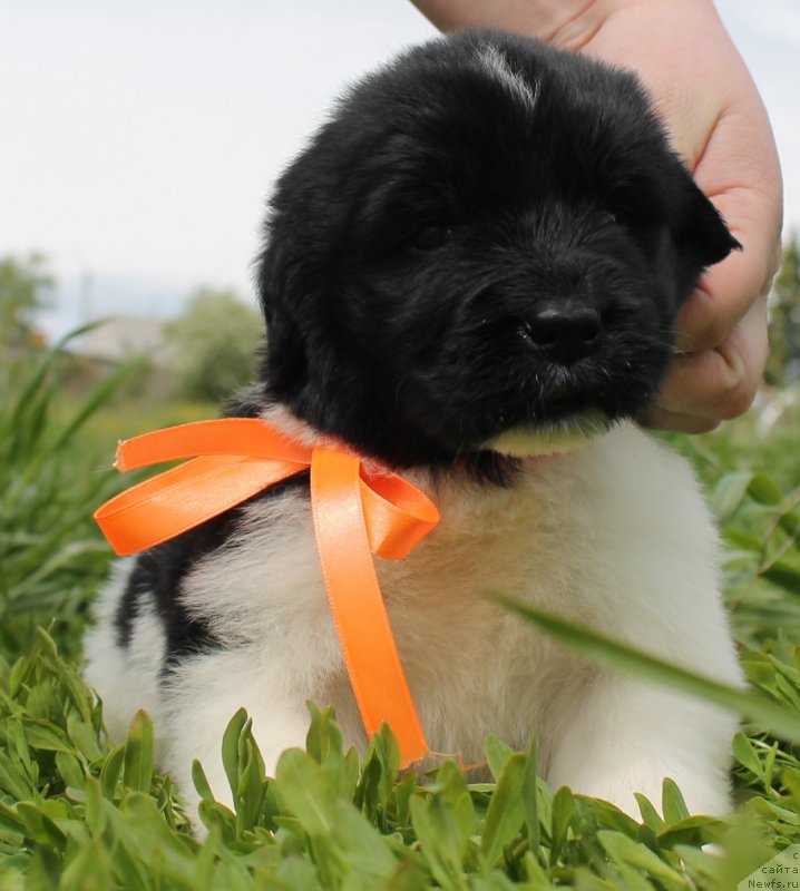 Фото: ньюфаундленд Фиаметтахауз Нунки (Fiamettahauz  Nunki), ньюфаундленд Флагман от Сибирского Медведя (Flagman ot Sibirskogo Medvedja)