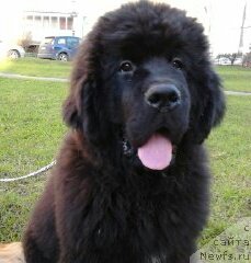 Фото: ньюфаундленд Фанньюф Гесер Гуд Вилл