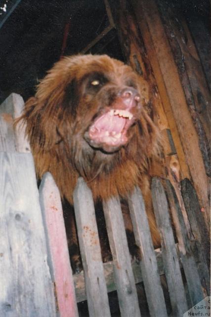 Фото: ньюфаундленд Эльвира Цей Игм